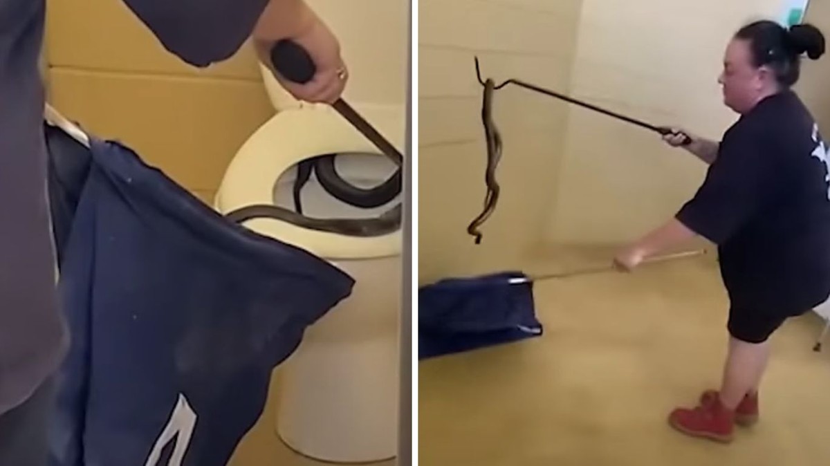 Australia: Jadowity wąż znaleziony w łazience. Chował się pod muszlą