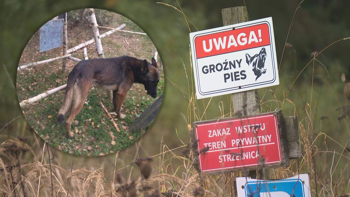 Psy zagryzły 46-latka. Właściciel zwierząt zatrzymany