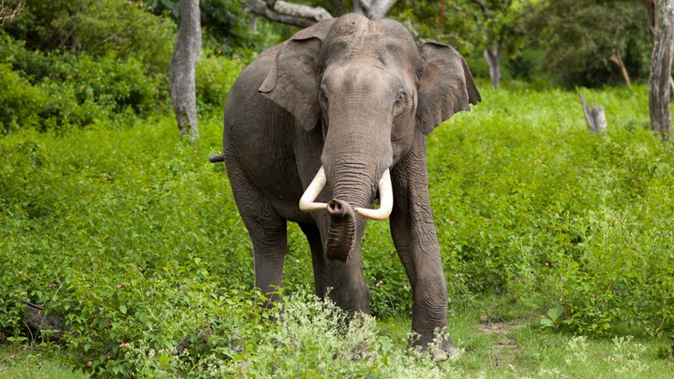 Indie. Słoń zabił 70-latkę. Pojawił się na pogrzebie i zdeptał jej zwłoki
