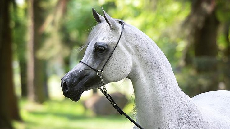 Na aukcjach Dni Konia Arabskiego wystawionych 56 koni