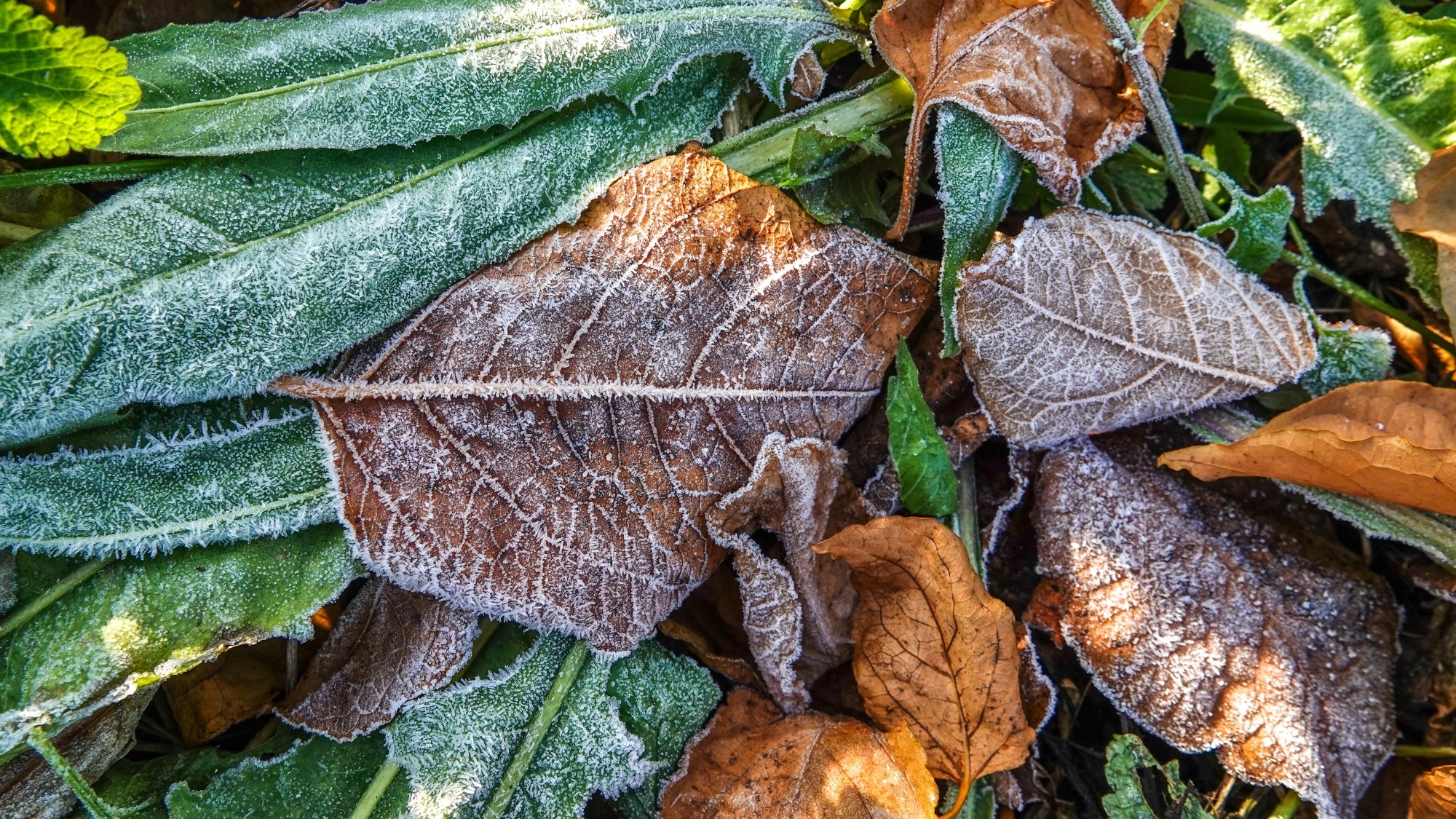 Szron pod lupą - zdjęcie 18