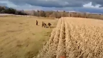 Migranci ukryli się na polu kukurydzy. Uciekli przed kombajnem