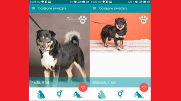 "Na4Łapy" - aplikacja "randkowa" dla psów ze schroniska