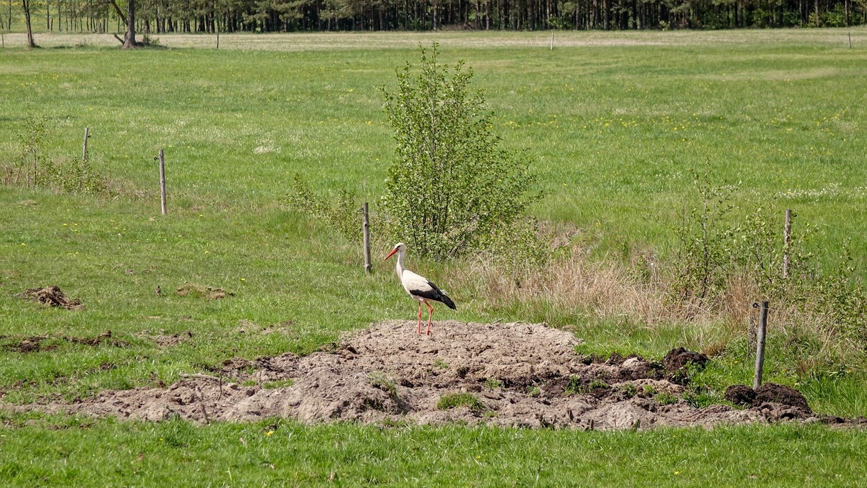 Bociania wioska - zdjęcie 36