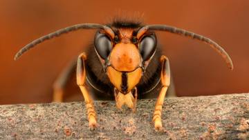 Tragedia podczas rodzinnych wakacji w Laosie. Ojciec i syn zaatakowani przez szerszenie