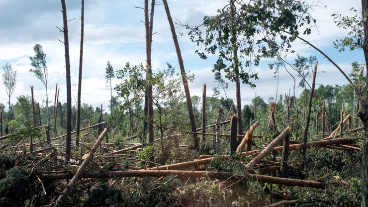 Śląskie: uporządkowanie zniszczonych lasów po trąbie powietrznej potrwa 1,5 roku