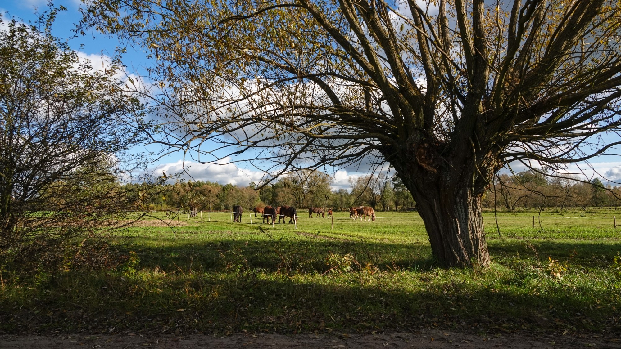 Wszystkie barwy jesieni - zdjęcie 17