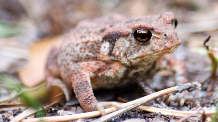 Płotki wzdłuż dróg chronią wiosną biebrzańskie żaby