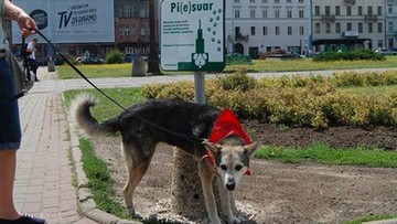 Pi(e)suary dotarły do Warszawy. Rozwiązanie na psie nieczystości?