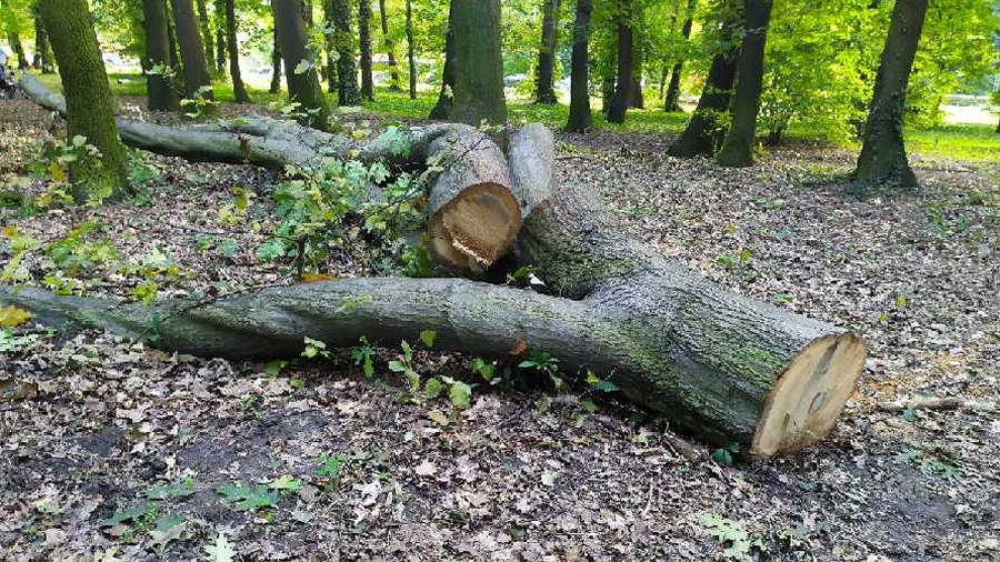 01.10.2019 09:00 Wichura nad Polską: 1 osoba zginęła, 18 rannych. Wiatr osiągał 105 km/h. 300 tysięcy odbiorców bez prądu