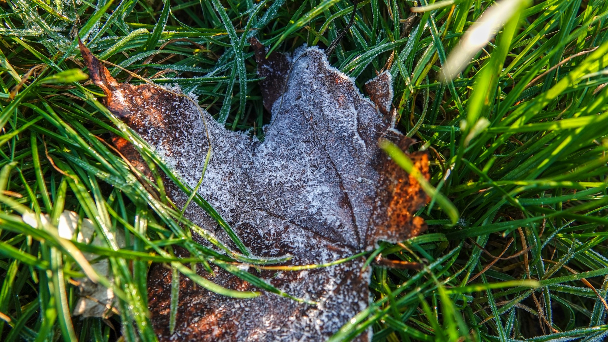 Szron pod lupą - zdjęcie 28