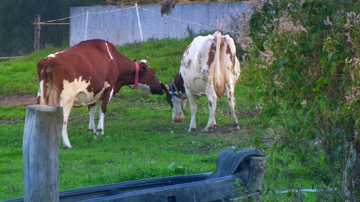 Dolny Śląsk. Rolnik hoduje krowy na wsi. Sąsiadom przeszkadza zapach bydła