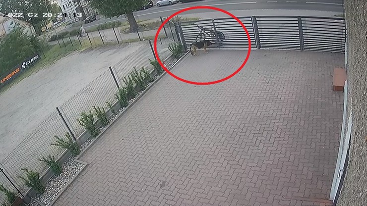 Kamery nagrały jak rowerzysta otruł psa. Zatrzymano sprawcę