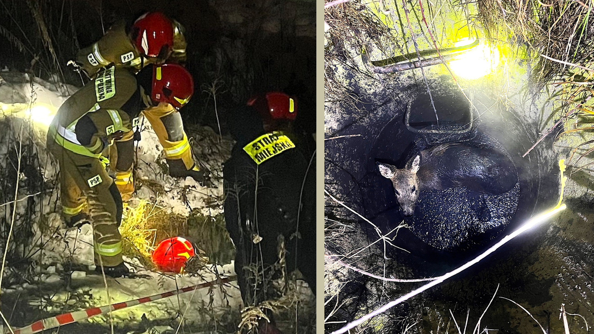 Poruszająca akcja krakowskich służb. Uratowano uwięzioną sarnę