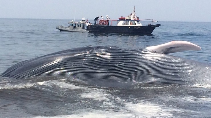 Największy wieloryb na świecie uratowany. Utknął przy plaży w Chile