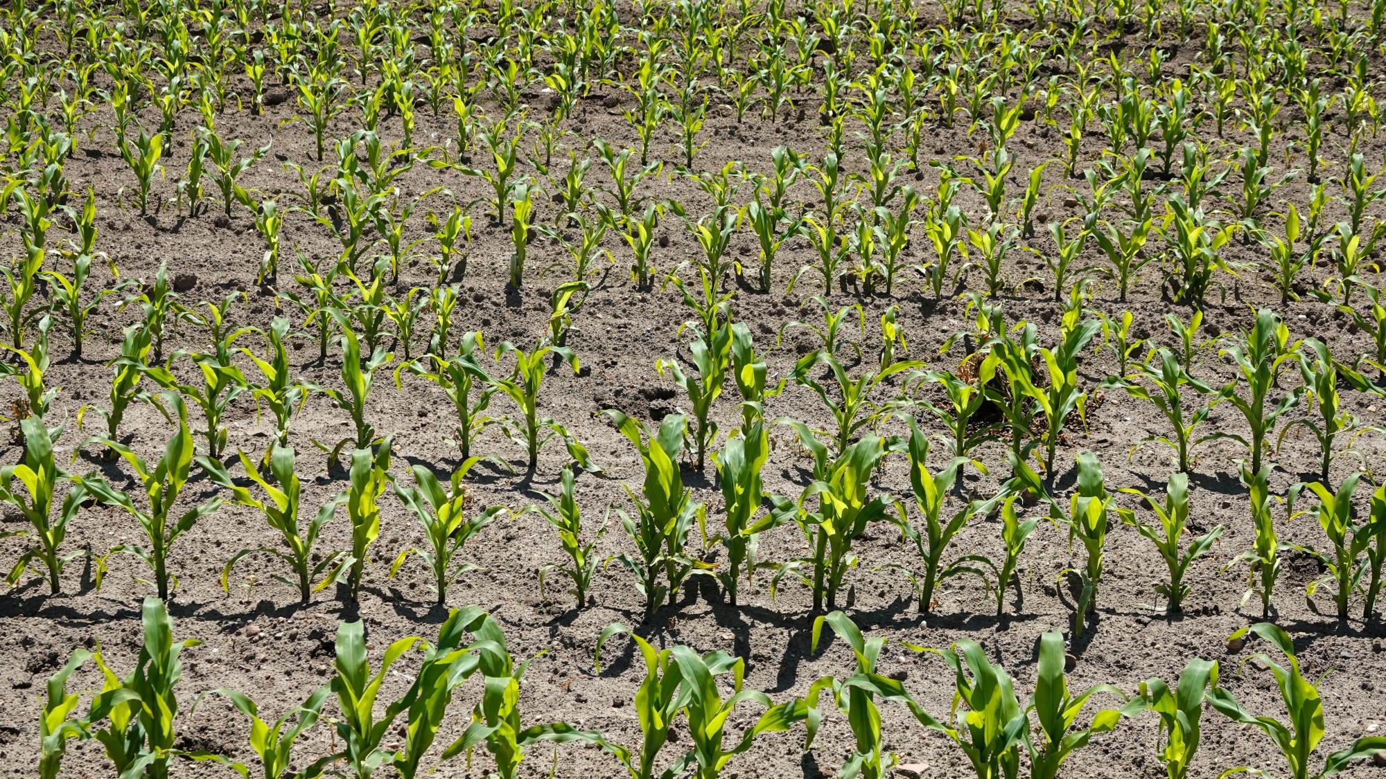 Całe piękno późnej wiosny - zdjęcie 32