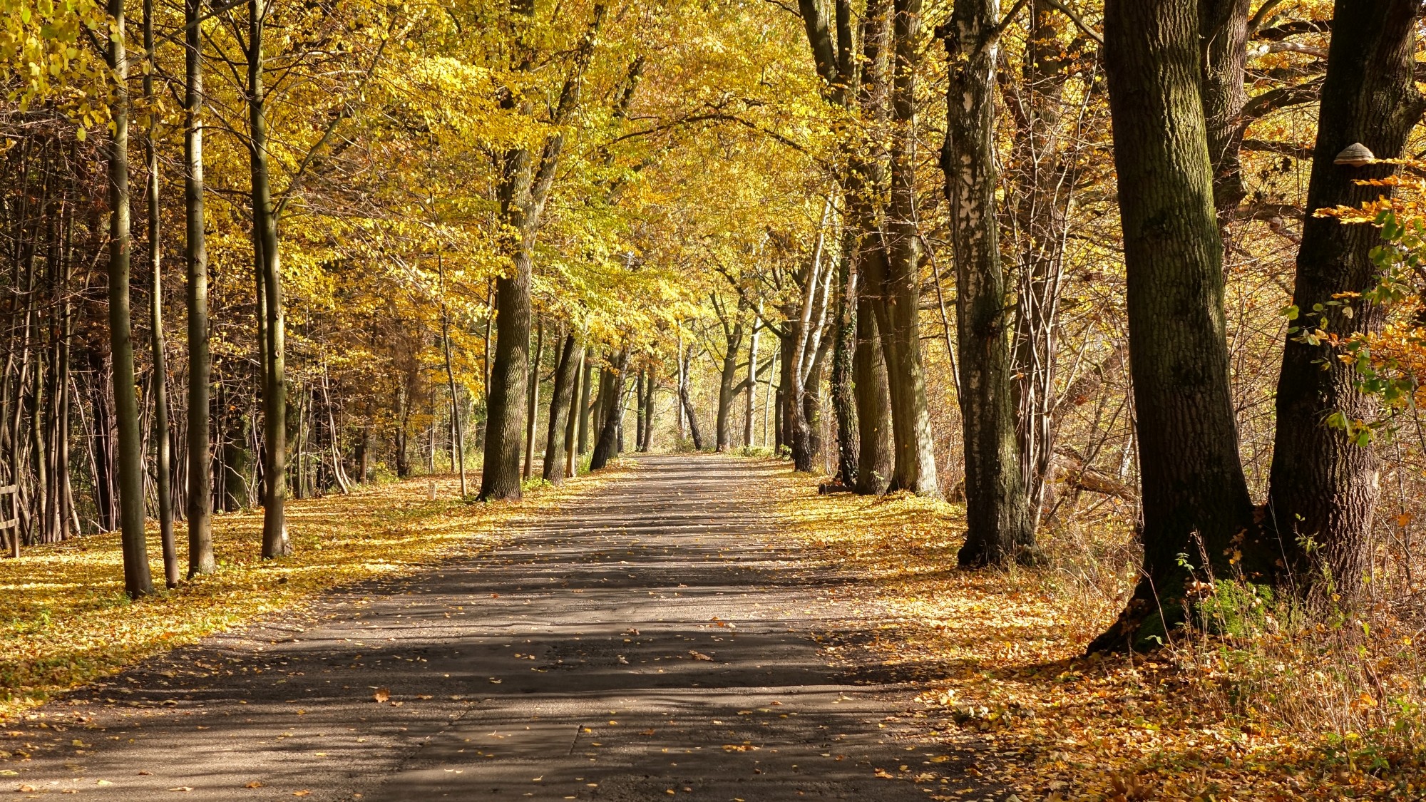 Urocze zakątki w lasach - zdjęcie 68
