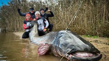 Rekordowy sum w Zalewie Rybnickim. Polscy wędkarze pochwalili się okazem