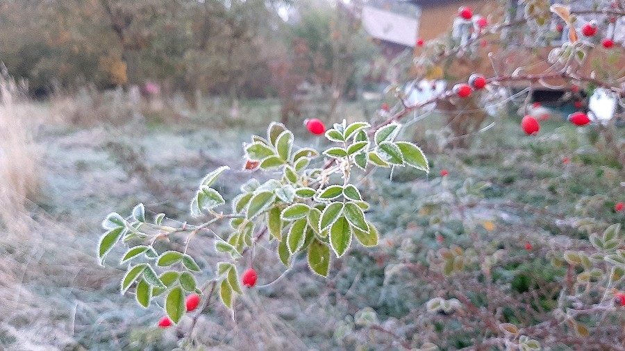 Szron na roślinności w Sędziszowej woj. małopolskim. Fot. Paulina / TwojaPogoda.pl