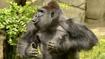 Zabili goryla, by ratować 4-latka