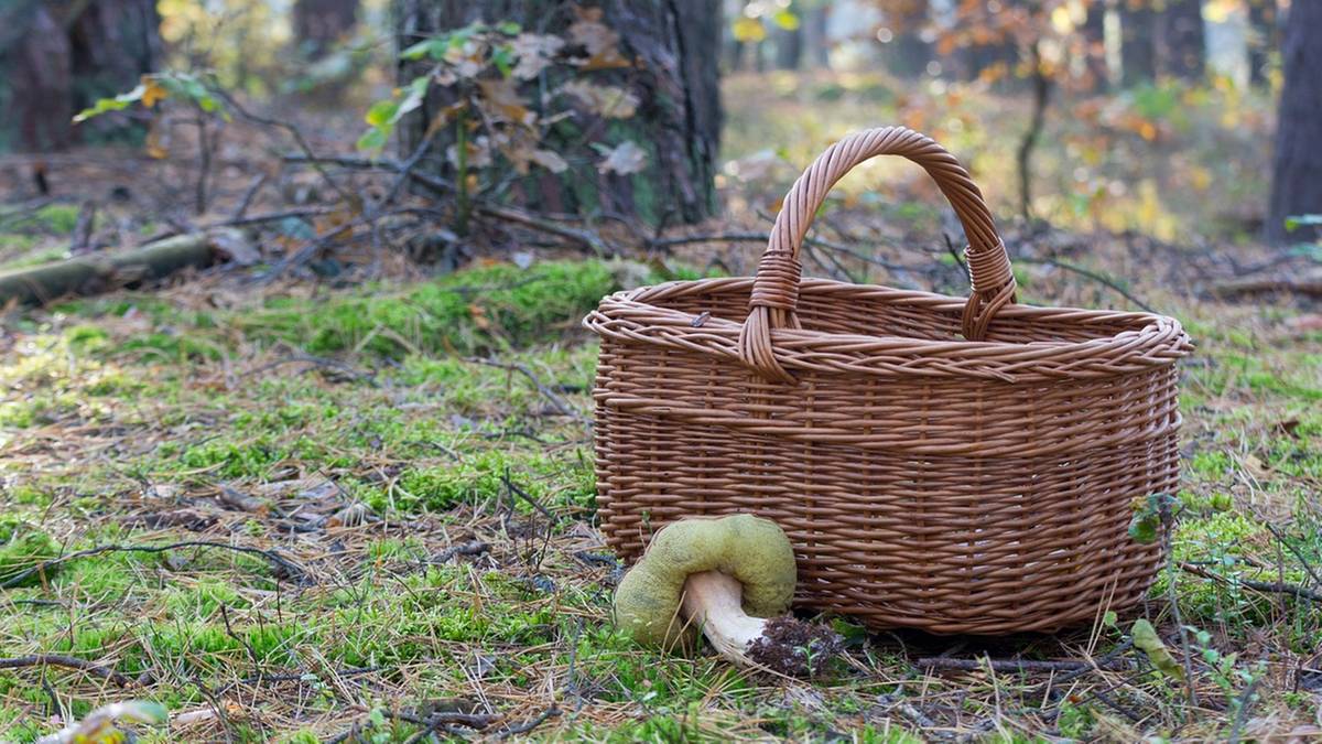 Wyszła na grzyby i zaginęła. Zaprzyjaźniła się z lisem