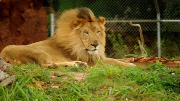 Zginął zaatakowany przez lwa, którego trzymał w ogrodzie