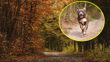 Spacer z psem zakończył się tragedią. Amstaff zaatakował z zaskoczenia 