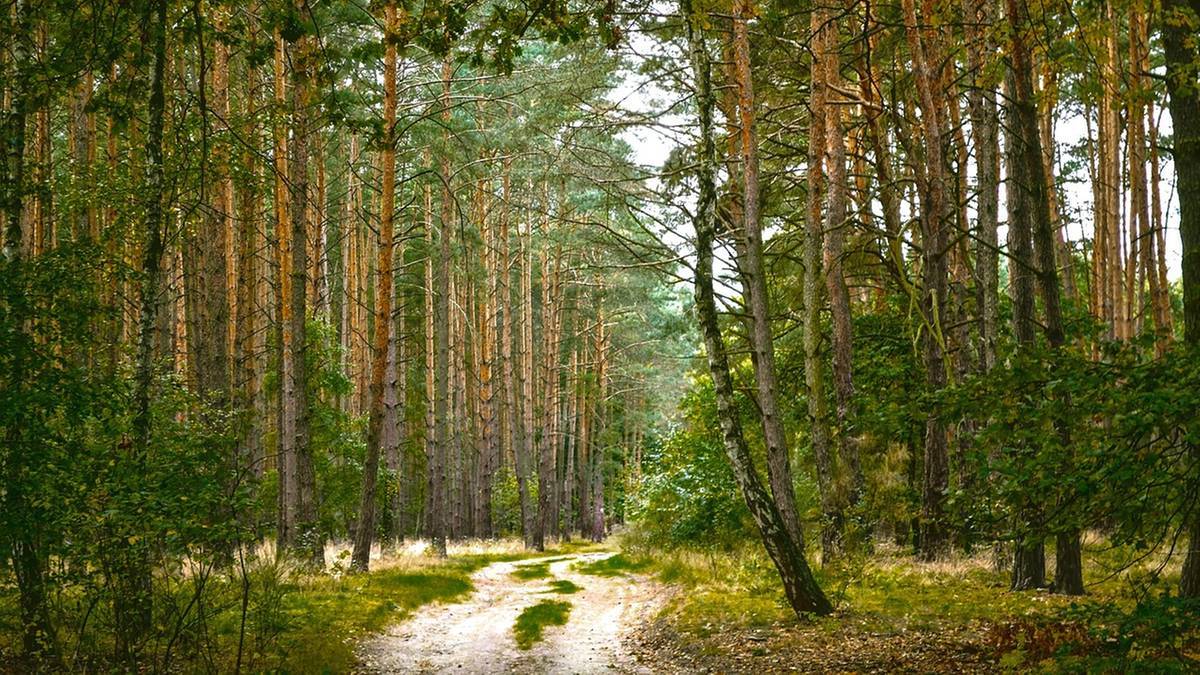 To pierwszy taki przypadek w Polsce. Nowy, groźny patogen wykryty u kleszczy