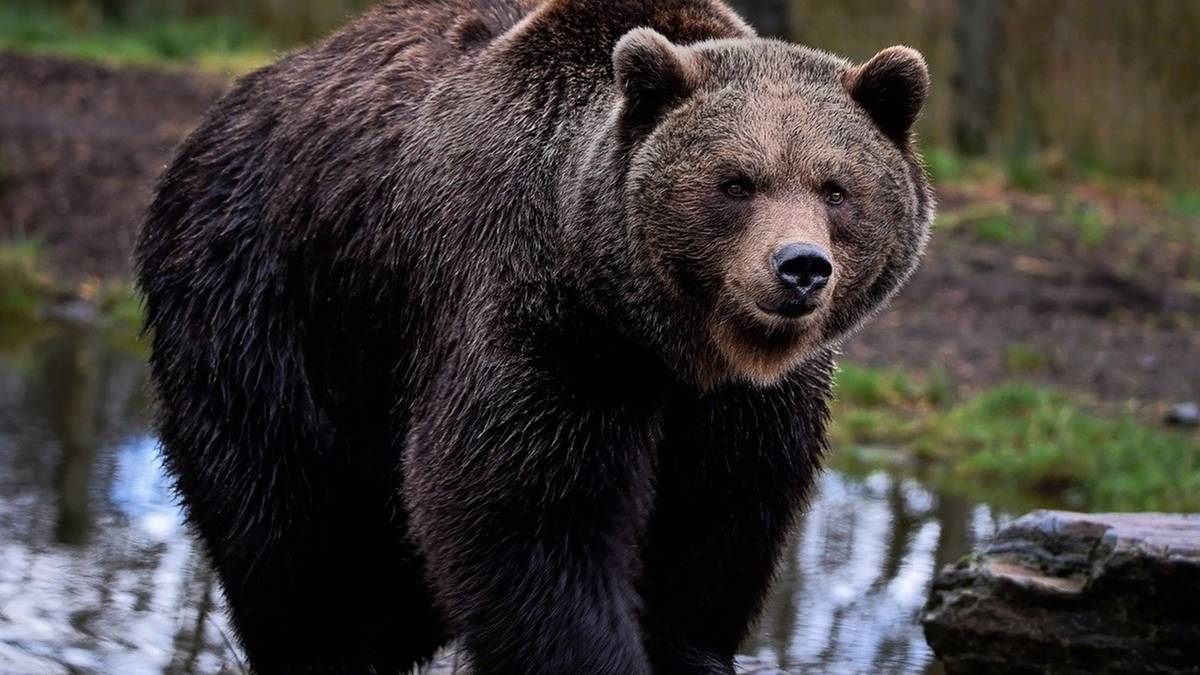 Zwrot ws. niedźwiedzia, który wtargnął do miasteczka na Słowacji