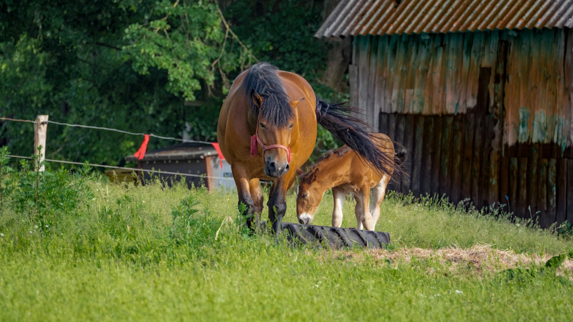 Lato na prowincji - zdjęcie 43