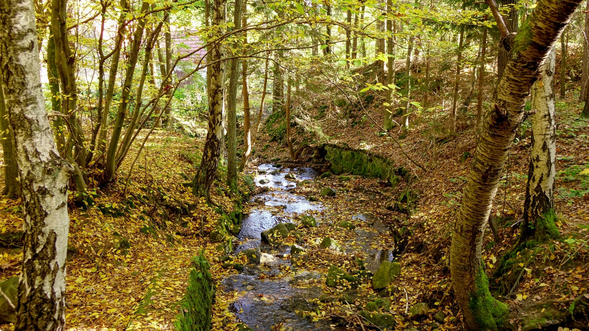 Urocze zakątki w lasach - zdjęcie 54