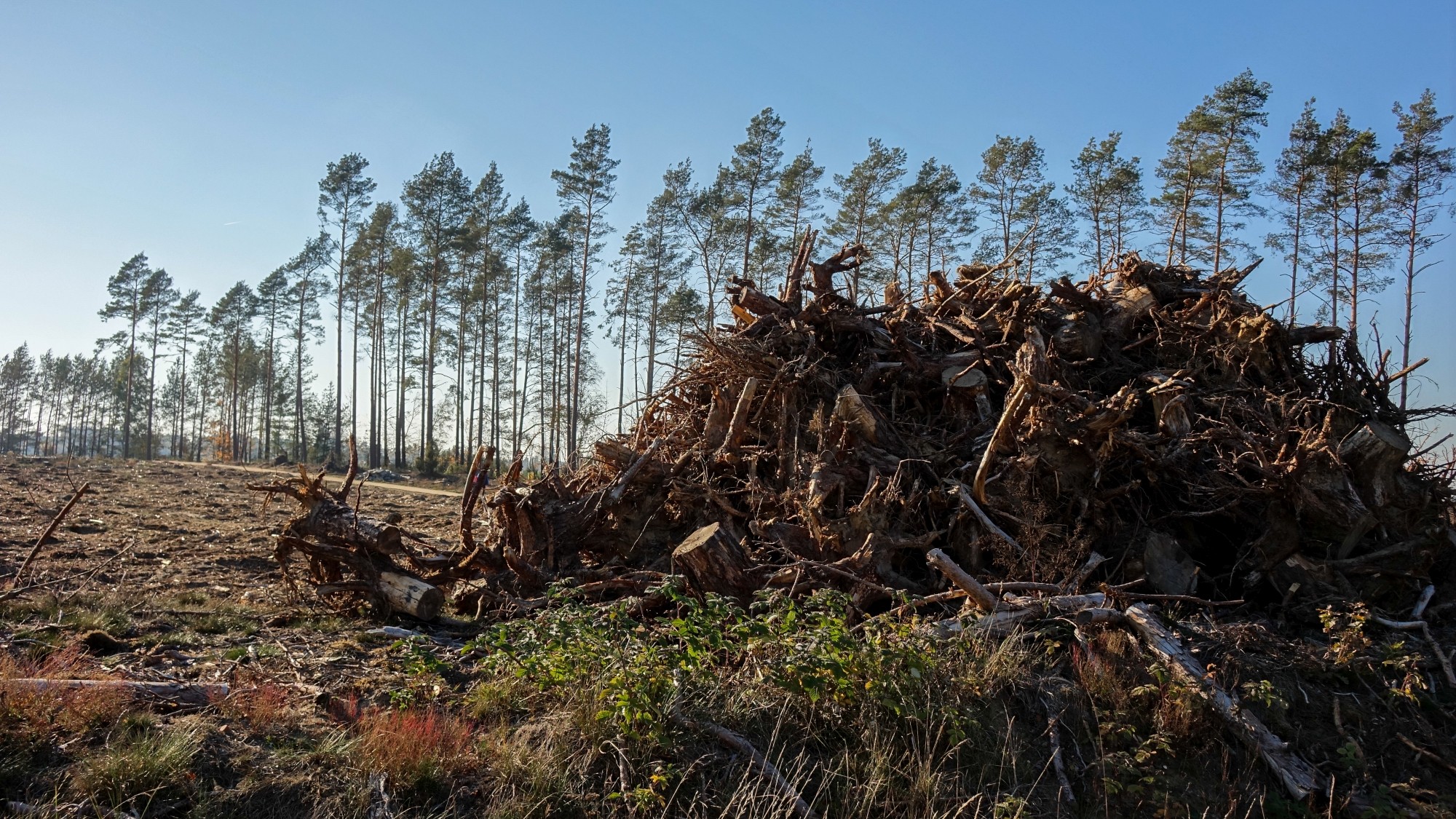 Bory Tucholskie po nawałnicy - zdjęcie 13