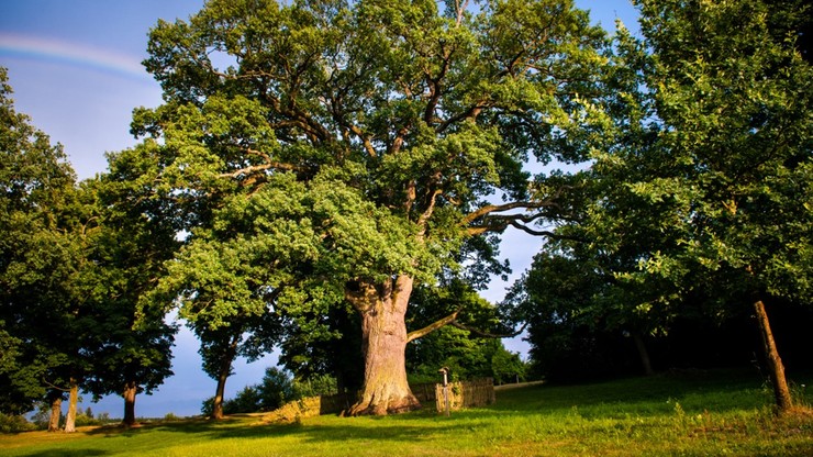 Dąb Bolko może zostać drzewem roku w Europie. Oddaj na niego głos