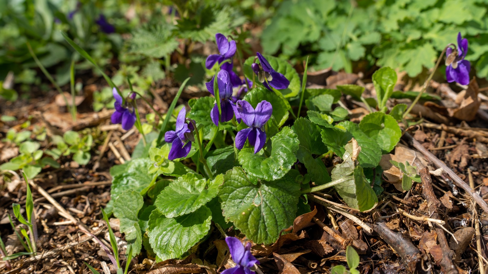 Miejska przyroda - zdjęcie 25