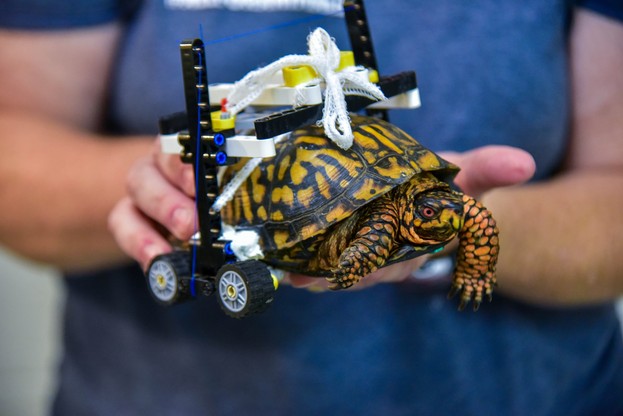 organic hatch animation Żółw dostał wózek inwalidzki z klocków Lego - Polsat News
