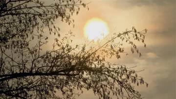 Słońce przebijające się przez gałęzie drzewa na tle lekko zachmurzonego nieba.