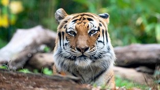 06.04.2020 08:00 Tygrysica została zainfekowana koronawirusem w zoo. Zaraziła się od swojego opiekuna