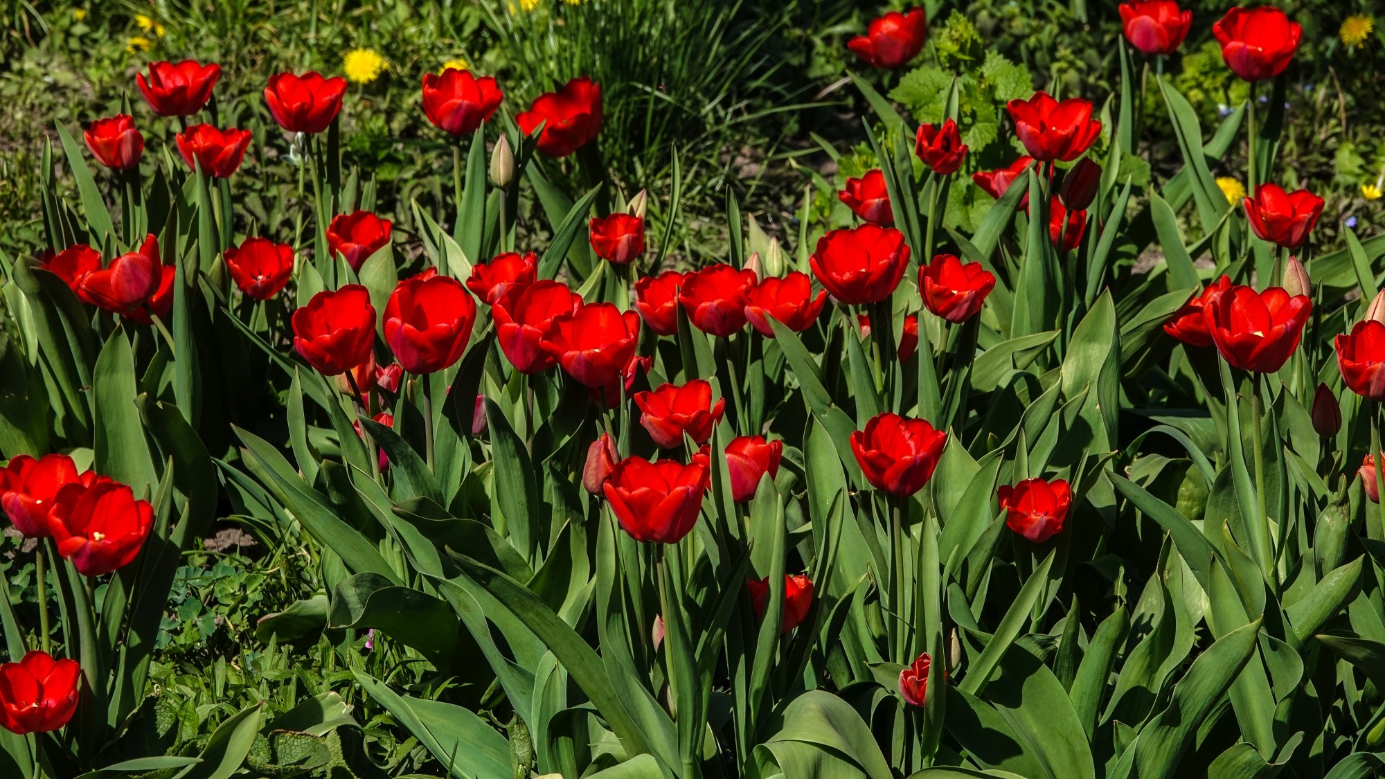 Kwitnąca wiosna - zdjęcie 21