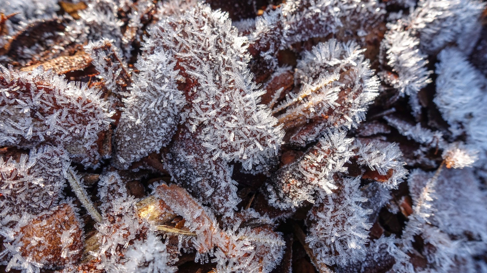 Szron pod lupą - zdjęcie 4