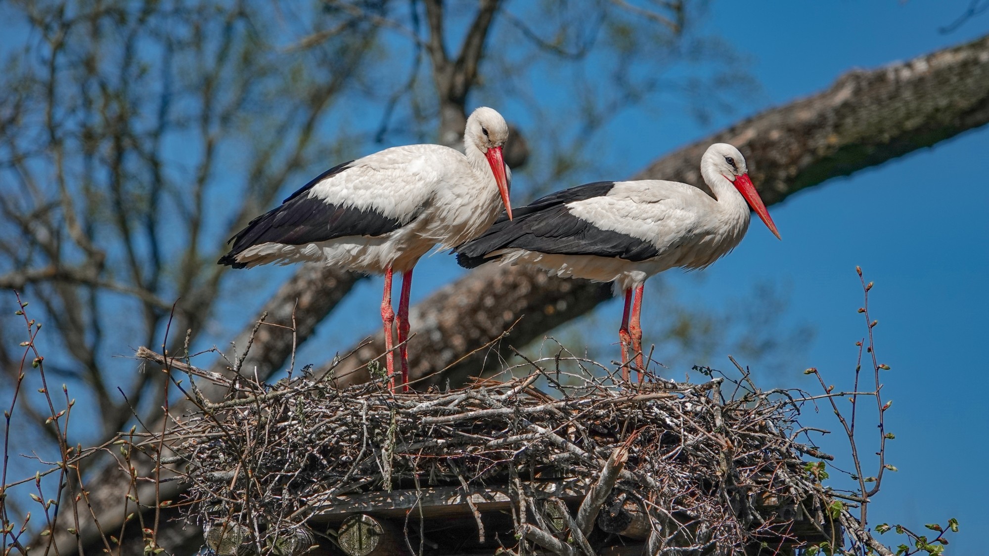 W maju jak w raju - zdjęcie 42