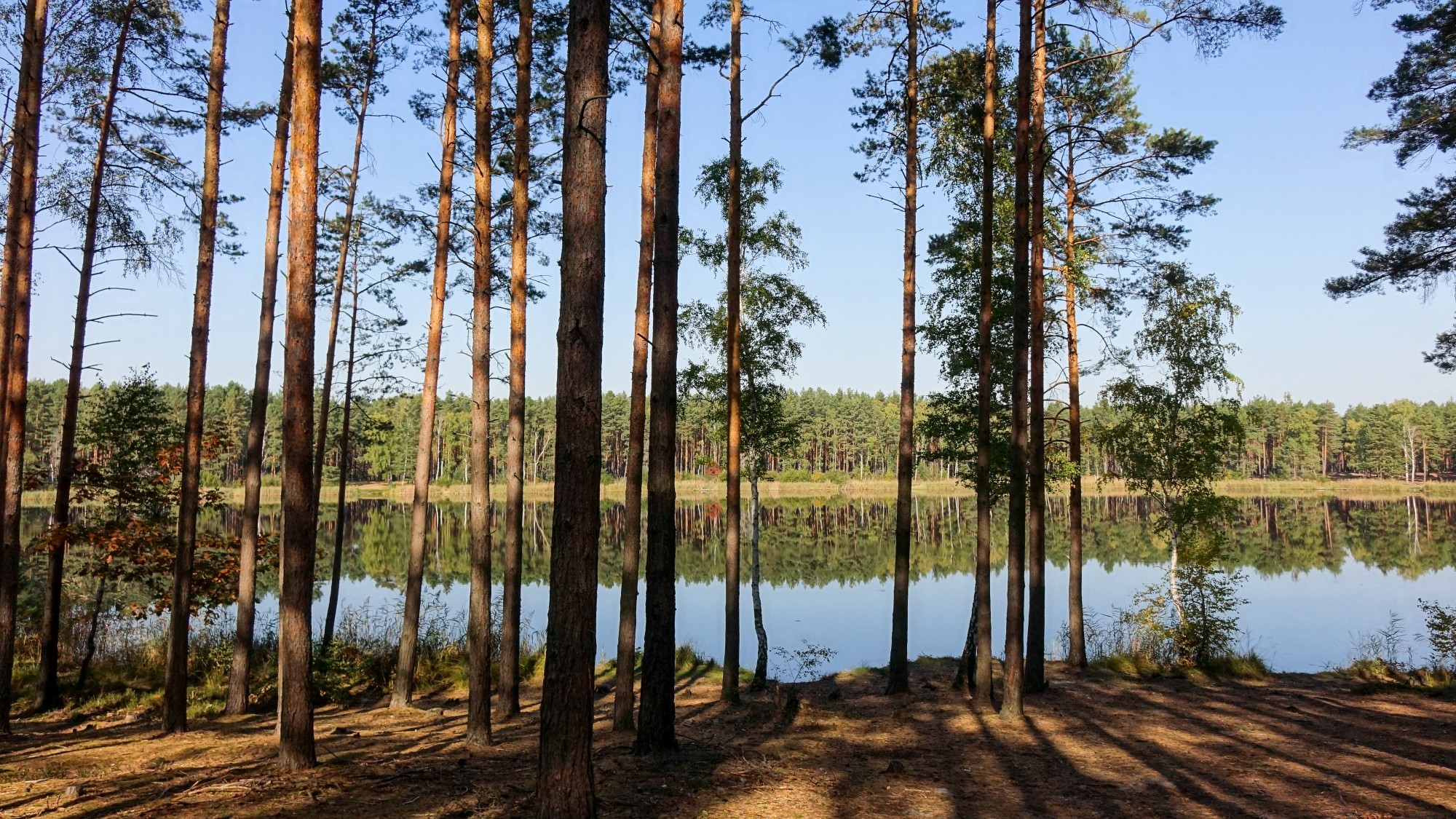 Urocze zakątki w lasach - zdjęcie 28