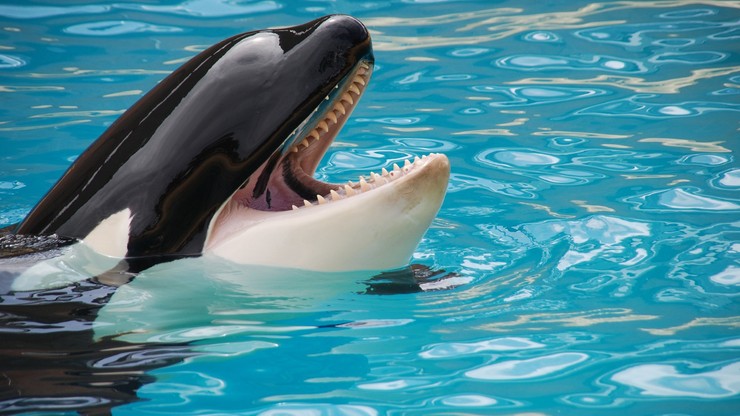 Hiszpania: agresywne orki atakują i uszkadzają statki. Nie wiadomo, dlaczego to robią