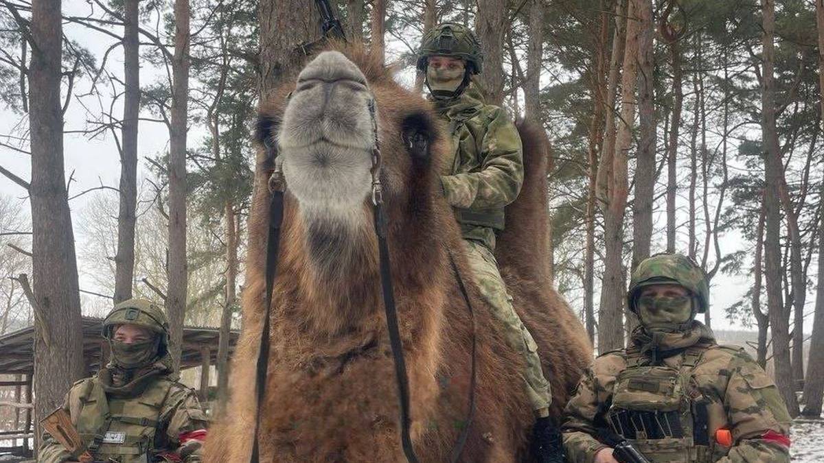 Kuriozalny pomysł Rosjan. Wcielają do armii osły i wielbłądy