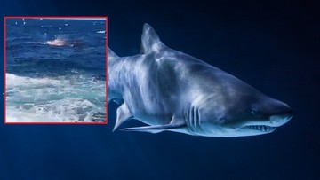Śmiertelny atak rekina w Australii. "Katastrofalne rany"