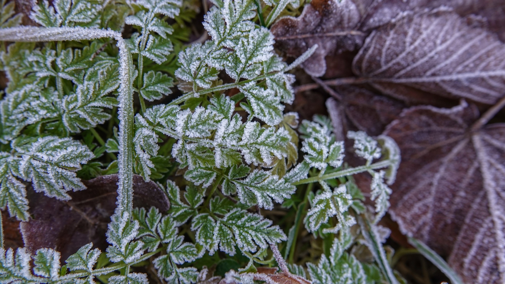 Szron pod lupą - zdjęcie 42