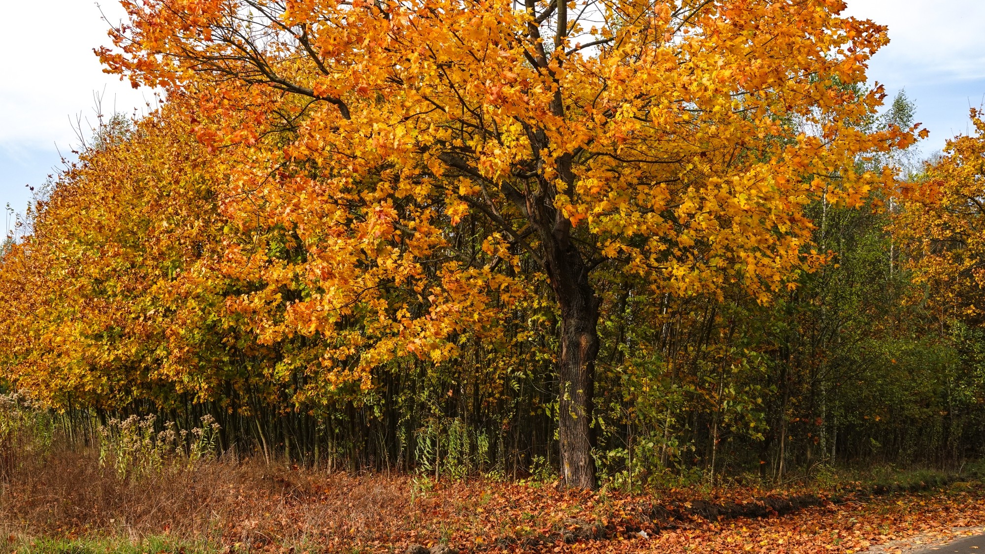 Wszystkie barwy jesieni - zdjęcie 50