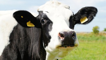 Przypadek choroby szalonych krów wykryty w Polsce. Zakażona krowa w Mirsku na Dolnym Śląsku