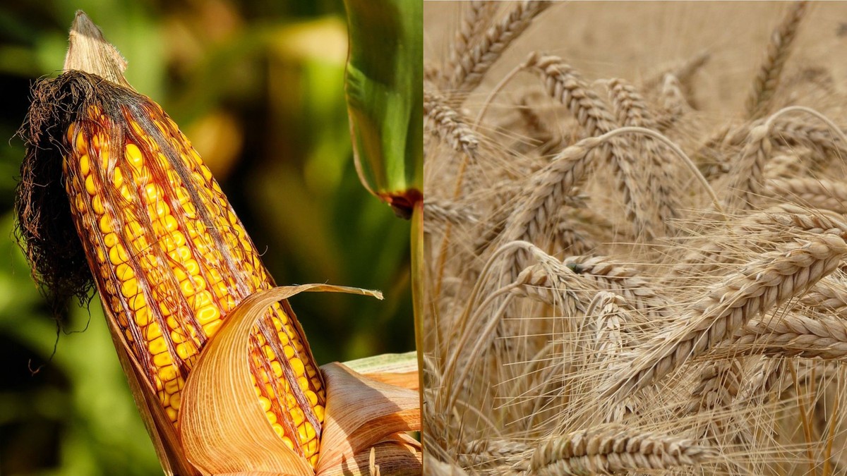 Prognozy dla upraw kukurydzy i pszenicy – MARS przewiduje niższe plony