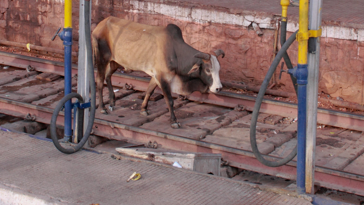 Indie: Pociąg uderzył w krowę, a krowa w mężczyznę. Zginął na miejscu
