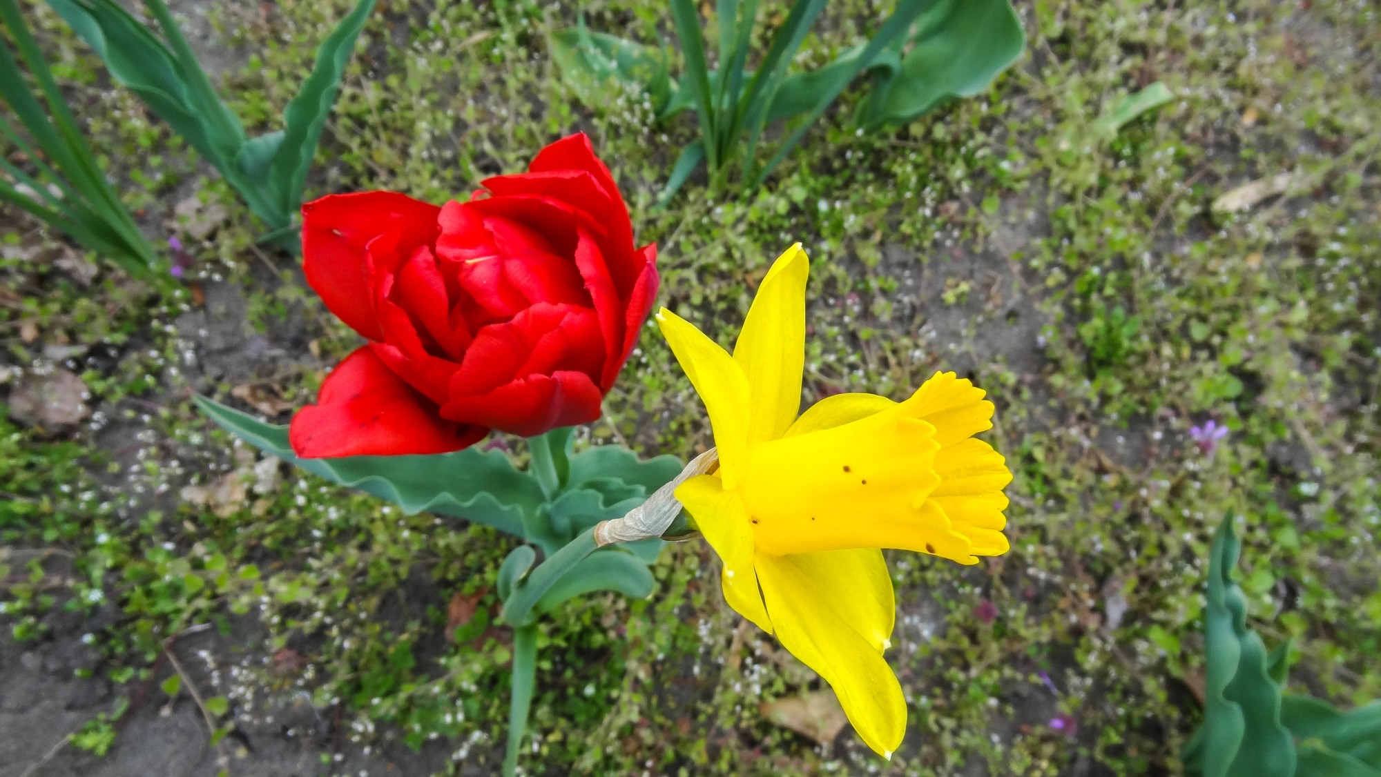 Kwitnąca wiosna - zdjęcie 28